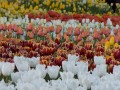 0929-1738 Floriade (1050096)